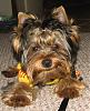 Do You Have Pictures Of Your Yorkie When He/She Was a Puppy & Current Pictures Now?-g9.jpg