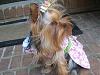 Do You Have Pictures Of Your Yorkie When He/She Was a Puppy & Current Pictures Now?-sadiea.jpg