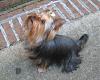 Do You Have Pictures Of Your Yorkie When He/She Was a Puppy & Current Pictures Now?-sadie1a.jpg