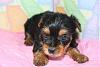 Do You Have Pictures Of Your Yorkie When He/She Was a Puppy & Current Pictures Now?-catherine-4-weeks-4-.jpg