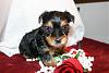 Do You Have Pictures Of Your Yorkie When He/She Was a Puppy & Current Pictures Now?-catherine-5-weeks-4-.jpg