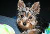 Do You Have Pictures Of Your Yorkie When He/She Was a Puppy & Current Pictures Now?-catherine-16-weeks.jpg