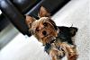 Do You Have Pictures Of Your Yorkie When He/She Was a Puppy & Current Pictures Now?-3479609573_a48b467cef_o.jpg
