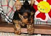 Do You Have Pictures Of Your Yorkie When He/She Was a Puppy & Current Pictures Now?-3500271239_4a3e924f59.jpg