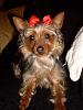 New member of Yorkie Talk Introduction-red-bow.jpg