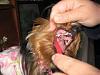 Wanted - Pictures of your Yorkie getting their teeth brushed!-th_calleigh013.jpg