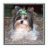 What is a Biewer?-remi6084ss1.gif
