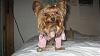 What is Your Yorkie's Personality like?-gorgeous5.jpg