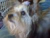 Thinking about getting a Morkie-img00086.jpg