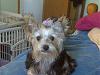 Thinking about getting a Morkie-img00089.jpg