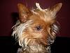 What is Your Yorkie's Personality like?-635549989c.jpg