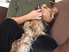 Wanted - Pictures of your Yorkie getting their teeth brushed!-rsz_3brushing_teeth_001.jpg