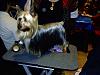 Yorkie or Silky terrier?-silkyshow082705.jpg