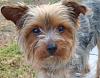 New first time Yorkie Mom here!-doggy-041.jpg