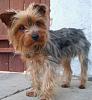 New first time Yorkie Mom here!-doggy-037.jpg