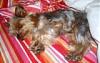 New first time Yorkie Mom here!-doggy-027.jpg