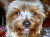 New first time Yorkie Mom here!-doggy-022.jpg