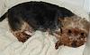 yorkie needing a home-saphire.jpg