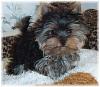 yorkie needing a home-gisim.jpg