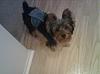 Someone told me my baby is not a Yorkie!-img0012411.jpg