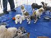 Puppies need homes - st louis area!!-img_5174r30rt.jpg
