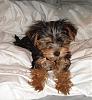 Question regarding how my yorkie wil end up looking-dsc00650.jpg