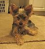Question regarding how my yorkie wil end up looking-dsc00766.jpg