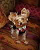 Question regarding how my yorkie wil end up looking-uni-front-crop600pixel.jpg