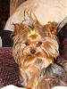 Did anyones dog used to look like her?-dsc09778.jpg