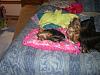 They love their new bed from cinq1964-09newbed-001-600-x-450-.jpg