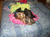 They love their new bed from cinq1964-09newbed-006-600-x-450-.jpg