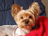 Yorkie haircuts-cutey-pie.jpg