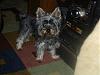 Can you remember when your yorkie reached their full height?-0007.jpg
