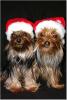 Our Little Santas-47b5cc25b3127cce95ff81f4fc7100000025138czt2rjsxbm.jpg