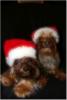 Our Little Santas-47b5cc25b3127cce95ff91b6fc3b00000005138czt2rjsxbm.jpg