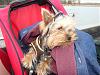 Does anyone take their yorkie on a boat?-dsc02267.jpg