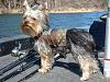 Does anyone take their yorkie on a boat?-dsc02341.jpg