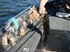 Does anyone take their yorkie on a boat?-dsc02343.jpg
