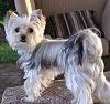 morkie's fur colour!-bo-outside-may-09.jpg