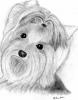 A new game. Guess who's yorkie is (a YT member's).-gracie001-resized.jpg