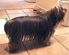 What do you think, Yorkie or Silky?-bubba5.jpg