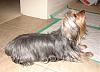 What do you think, Yorkie or Silky?-bubba3.jpg