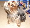 What do you think, Yorkie or Silky?-bubba2.jpg