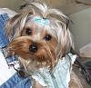 Who loves their Yorkie's floppy ears?-kandi-b.jpg