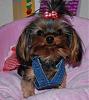 Who loves their Yorkie's floppy ears?-dsc_0011-1.jpg