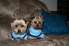 Who loves their Yorkie's floppy ears?-twins.jpg