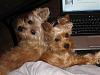 Who owns a rescue or rehomed Yorkie?-img_0239.jpg