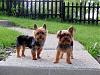 Who owns a rescue or rehomed Yorkie?-tatercocos.jpg