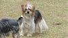 Who owns a rescue or rehomed Yorkie?-jordy-3.jpg