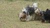 Who owns a rescue or rehomed Yorkie?-jordy.jpg